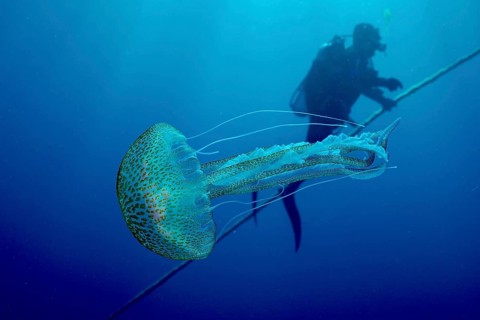 A luminous jellyfish (Pelagia noctiluca) floating in the blue water, diver in the background, dive