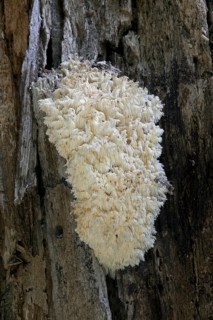 Coral Tooth (Hericium coralloides) growing on tree in forest, Germany