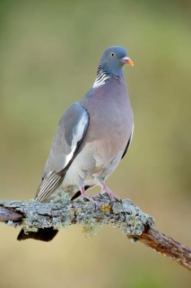Common Wood Pigeon (Columba palumbus) perched on lichen branch, Andalusia, Spain