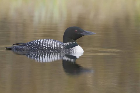 Great Northern Loon (Gavia immer), British Columbia, Canada