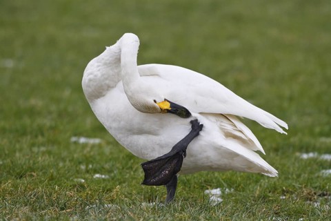 Tundra Swan (Cygnus columbianus bewickii), Netherlands