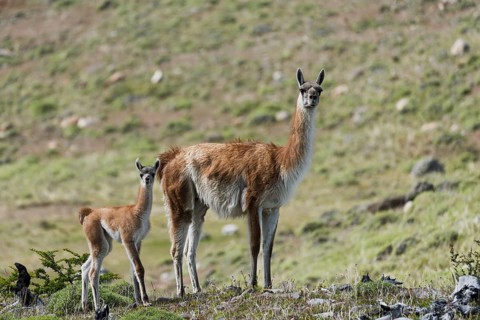 Guanaco (Llama guanicoe), mother with young, standing on a grassy slope, Torres del Paine National