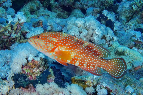Jewelled grouper (Cephalopholis oligosticta)