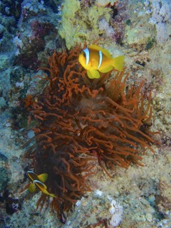 Fluorescent bubble anemone (Entacmaea quadricolor)