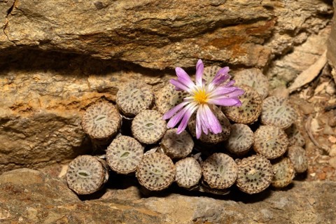 Conophytum, Living Stones, blooming, blossoms, Stellenbosch Botanic Garden, Western Cape, South