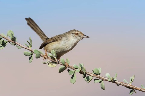 Graceful Prinia (Prinia gracilis), Eilat, Israel