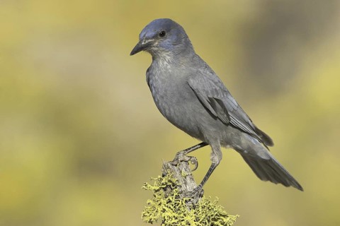 Pinyon Jay (Gymnorhinus cyanocephalus), Oregon, USA
