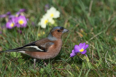 A male chaffinch (Fringilla coelebs) sitting in a meadow with primroses in a natural environment,