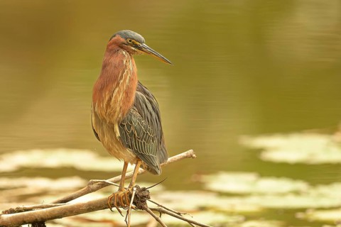 Naturfotografie Sylvia & Olaf Rentzsch