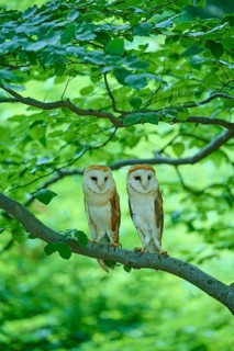 Common barn owl (Tyto alba), two birds sitting in a tree, Bohemian Forest, Czech Republic