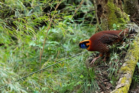 Temminck's Tragopan (Tragopan temminckii) male perched on a mossy log in bamboo forest, Yunnan,