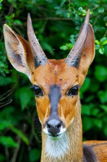 Bushbuck (Tragelaphgus scriptus) Aberdare National Park Kenya
