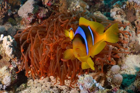 Red sea anemonefish (Amphiprion bicinctus)
