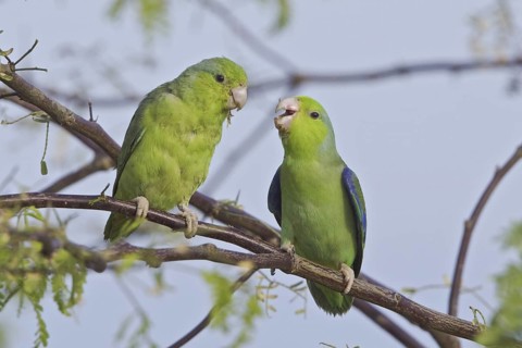 Pacific Parrotlet (Forpus coelestis), Ecuador