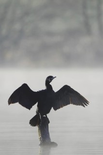 Great Cormorant (Phalacrocorax carbo), North Rhine-Westphalia, Germany