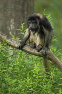 Black howler (Alouatta caraya), male, juvenile, captive
