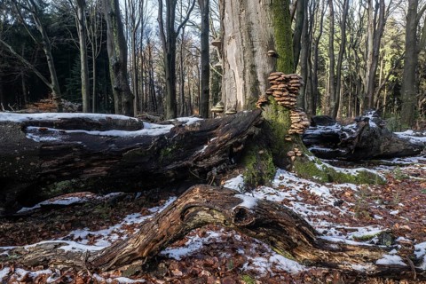 Deadwood in winter beech forest (Fagus sylvatica), Emsland, Lower Saxony, Germany