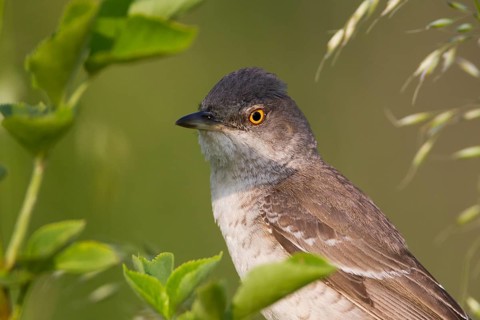 Barred Warbler - Sperbergrasmücke - Sylvia nisoria ssp. nisoria, Austria, adult male