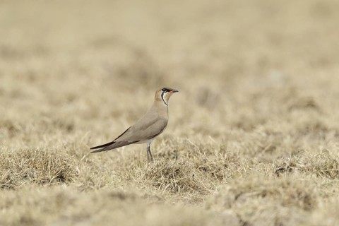 Oriental Pratincole (Glareola maldivarum), Phetchaburi, Thailand
