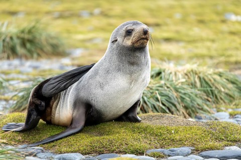 Antarctic Fur Seal (Arctocephalus gazella), sitting upright on grassy ground between tussock grass
