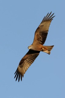 Black Kite (Milvus migrans), Rhineland-Palatinate, Germany