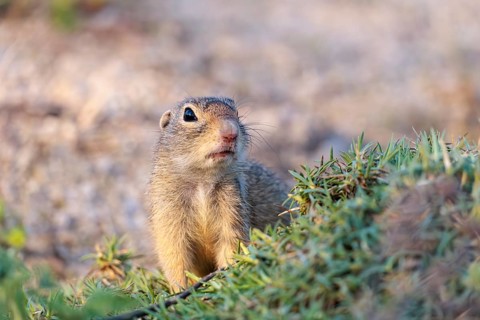 A fully grown ground squirrel (Spermophilus citellus) sits on gravel next to green vegetation on a