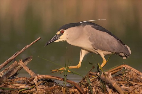 Black-crowned Night Heron (Nycticorax nycticorax), Subotica, Serbia