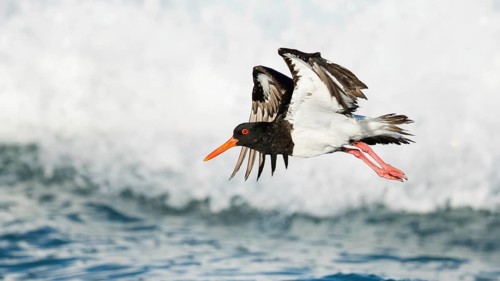 Pied Oystercatcher (Haematopus longirostris) flying, Tasmania, Australia
