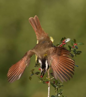 Great Kiskadee (Pitangus sulphuratus) feeding on red berries, Texas, USA