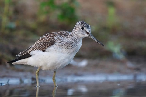 Common Greenshank (Tringa nebularia), North Rhine-Westphalia, Germany
