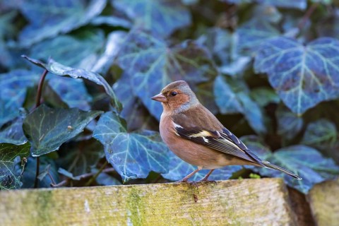 Common Chaffinch (Fringilla coelebs) male, Bavaria, Germany