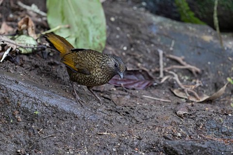 Scaly Laughingthrush (Trochalopteron subunicolor griseatum) perched on the ground, Yunnan, China