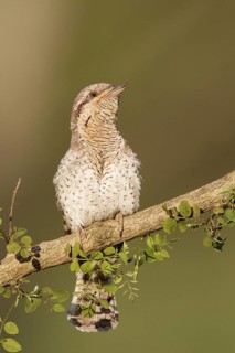 Eurasian Wryneck (Jynx torquilla), Brandenburg, Germany