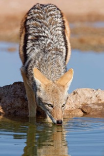 Black-backed jackal (Lupulella mesomelas), adult animal, reflected in the water, drinking at a
