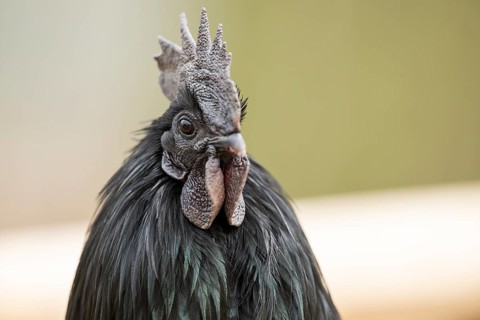 Ayam Cemani, Domestic Chicken (Gallus gallus domesticus), black, hen, portrait, Bavaria, Germany