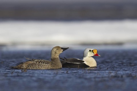 King Eider (Somateria spectabilis), Alaska, USA