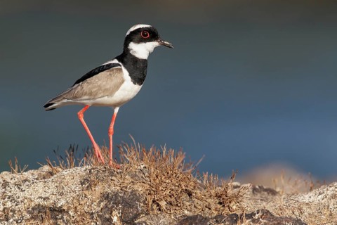 Pied Plover (Hoploxypterus cayanus) perched on a rock in the Amazon of Brazil