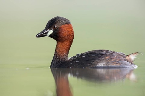 Little Grebe (Tachybaptus ruficollis), Hesse, Germany