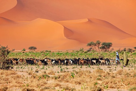 Herd of goats in a desert landscape with herdsman and large sand dune in the background, goatherds