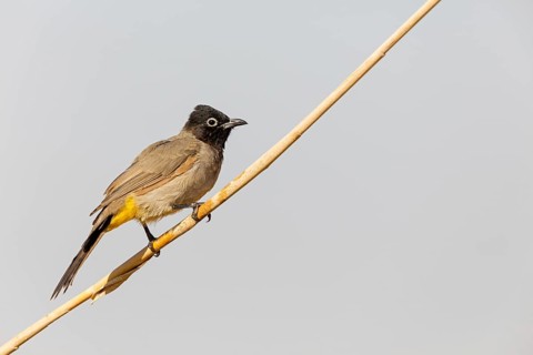 Yellow-vented Bulbul, (Pycnonotus xanthopygos), Animals, Birds, Bulbul, Songbird, Family of the