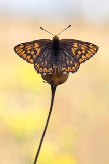 Duke of Burgundy (Hamearis lucina) butterfly on flower, Bavaria, Germany