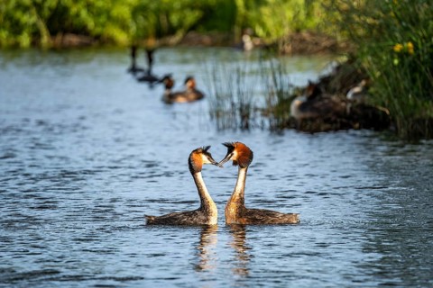 Courting great crested grebes (Podiceps ribbonfish) in Lake Alexandrina. Canterbury, South Island,