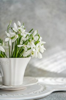 White snowdrops in a stylish ceramic tea cup placed on a matching saucer, set against a soft grey