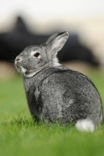Grey hare sitting quietly on a green meadow, domestic rabbit (Oryctolagus cuniculus forma