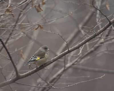 Grey-capped Greenfinch (Chloris sinica) male, Japan