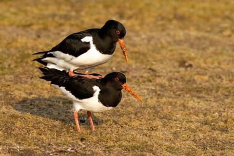 Eurasian Oystercatcher (Haematopus ostralegus) pair mating, Smaland, Sweden