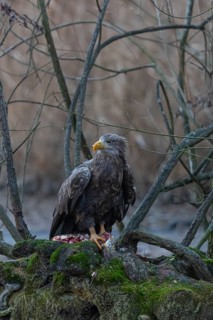 One white-tailed eagle (Haliaeetus albicilla) sitting on a small hammock feeding on a common carp.