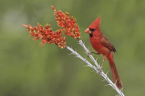 Northern Cardinal (Cardinalis cardinalis), Texas, USA