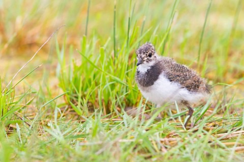 Kiebitz, Northern Lapwing, Lapwing, Vanellus vanellus, Vanneau huppé, Avefría Europea