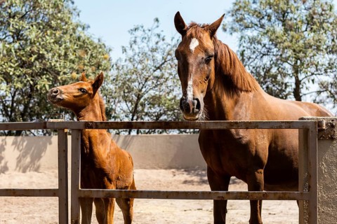 A young, playful foal stands next to its mare, encapsulated by a rustic paddock setting surrounded